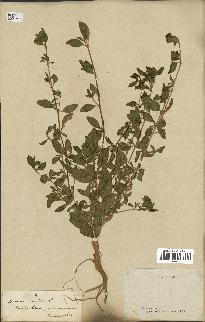 spécimen de Saponaria ocymoides
