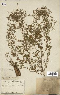 spécimen de Saponaria ocymoides