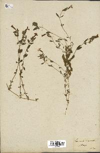 spécimen de Saponaria ocymoides