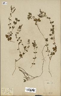 spécimen de Saponaria ocymoides