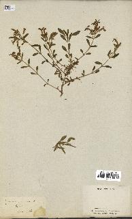 spécimen de Saponaria ocymoides