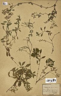 spécimen de Saponaria ocymoides
