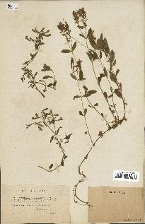 spécimen de Saponaria ocymoides