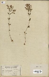 spécimen de Saponaria ocymoides