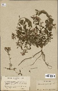 spécimen de Saponaria ocymoides