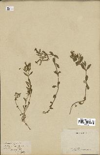 spécimen de Saponaria ocymoides