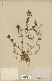 spécimen de Saponaria ocymoides