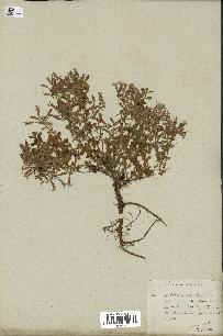spécimen de Saponaria ocymoides