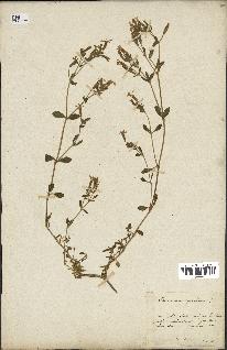 spécimen de Saponaria ocymoides