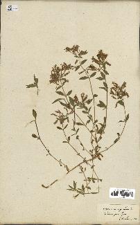 spécimen de Saponaria ocymoides