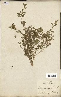 spécimen de Saponaria ocymoides