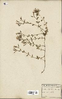 spécimen de Saponaria ocymoides