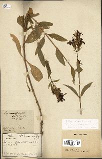 spécimen de Saponaria officinalis