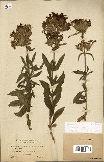 spécimen de Saponaria officinalis