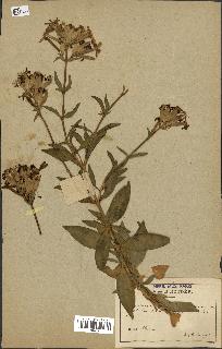 spécimen de Saponaria officinalis