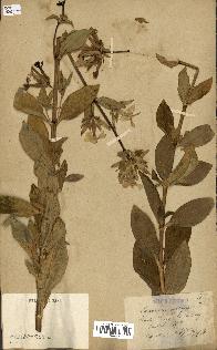 spécimen de Saponaria officinalis