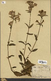 spécimen de Saponaria officinalis