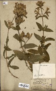 spécimen de Saponaria officinalis