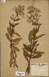 spécimen de Saponaria officinalis