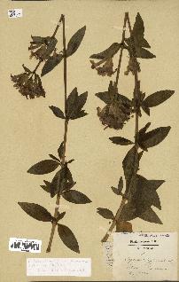 spécimen de Saponaria officinalis