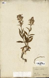 spécimen de Saponaria officinalis