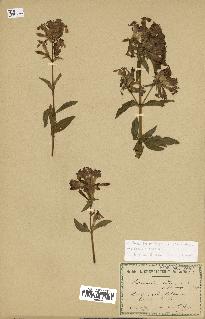 spécimen de Saponaria officinalis