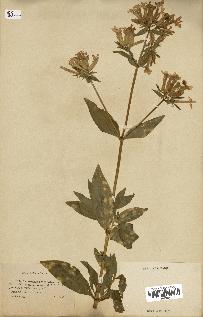 spécimen de Saponaria officinalis