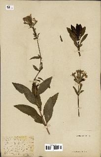 spécimen de Saponaria officinalis