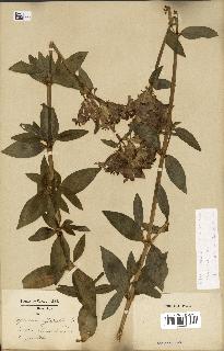 spécimen de Saponaria officinalis