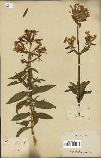 spécimen de Saponaria officinalis