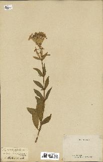 spécimen de Saponaria officinalis