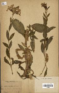 spécimen de Saponaria officinalis