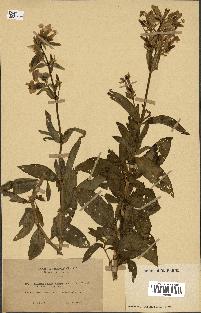 spécimen de Saponaria officinalis