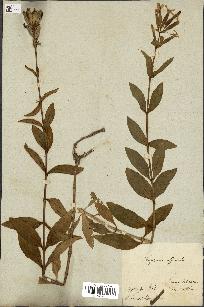 spécimen de Saponaria officinalis