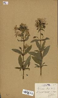 spécimen de Saponaria officinalis