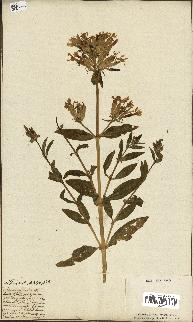 spécimen de Saponaria officinalis