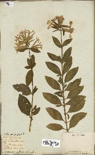 spécimen de Saponaria officinalis