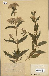 spécimen de Saponaria officinalis