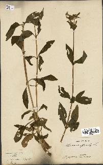 spécimen de Saponaria officinalis