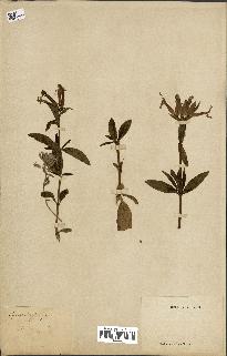 spécimen de Saponaria officinalis