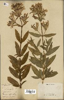 spécimen de Saponaria officinalis