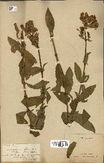 spécimen de Saponaria officinalis