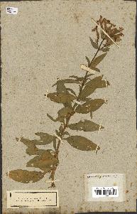 spécimen de Saponaria officinalis