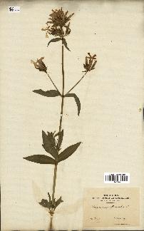 spécimen de Saponaria officinalis