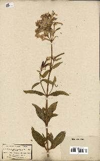 spécimen de Saponaria officinalis