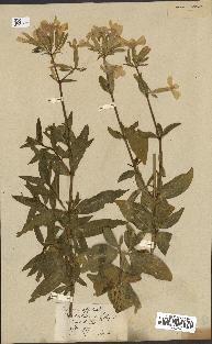 spécimen de Saponaria officinalis