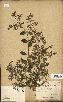 spécimen de Saponaria ocymoides