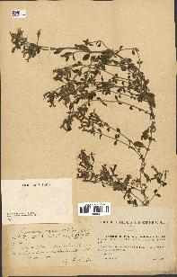 spécimen de Saponaria ocymoides
