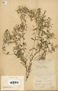 spécimen de Saponaria ocymoides