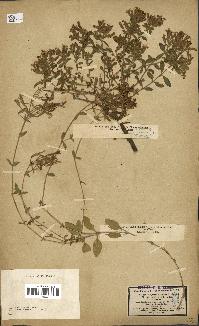 spécimen de Saponaria ocymoides